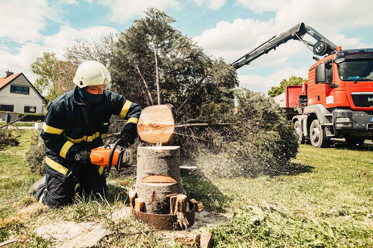 Best Tree Root Removal  in USA